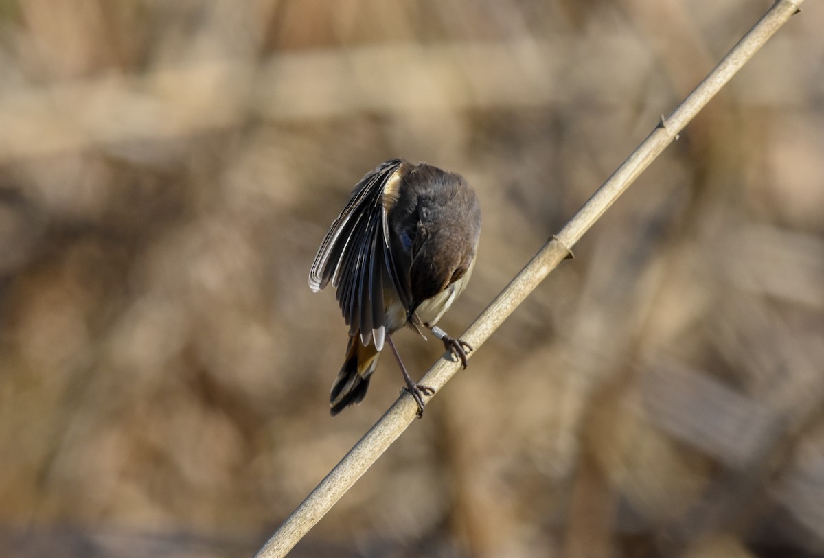 オガワコマドリ - ML644634497