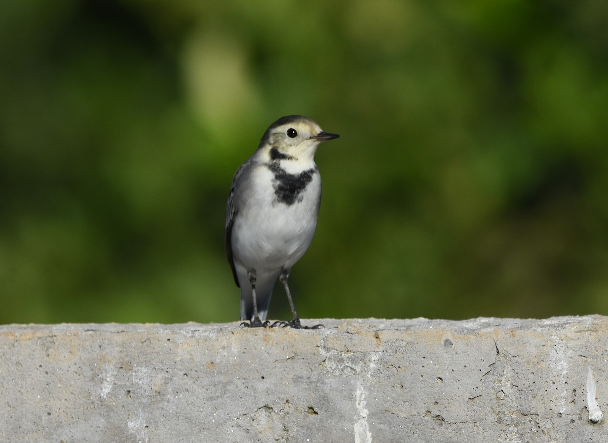 ハクセキレイ - ML644634500