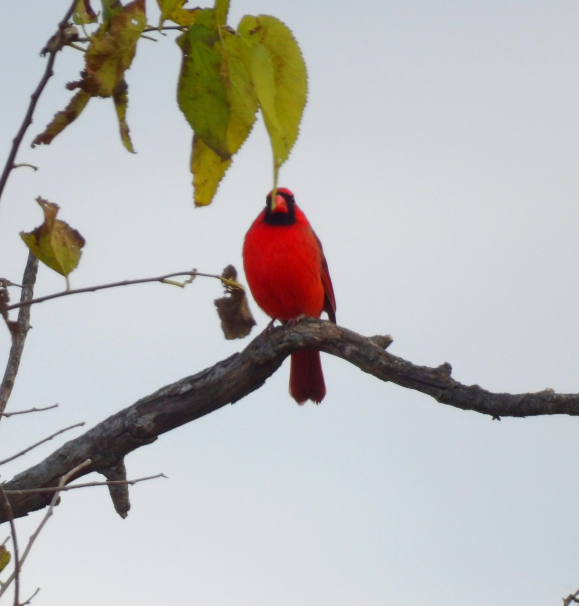 Kardinal arrunta - ML644634504