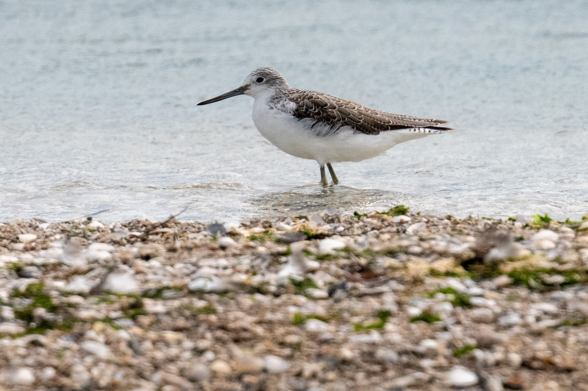 Common Greenshank - ML644634510