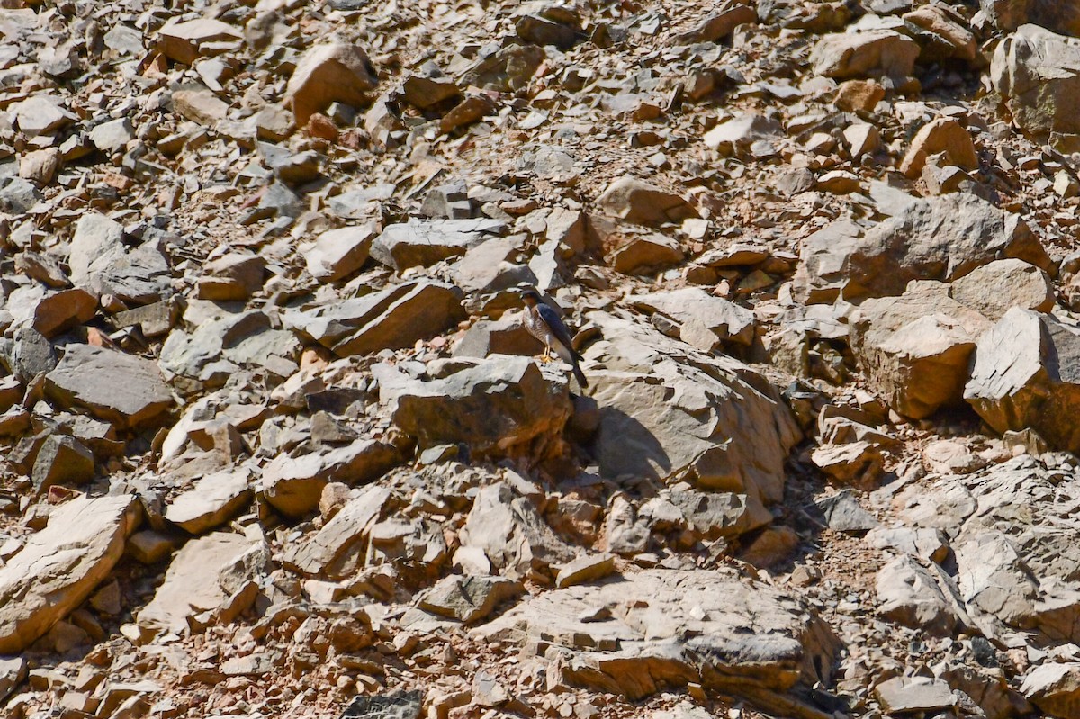 Перепелятник - ML644634513