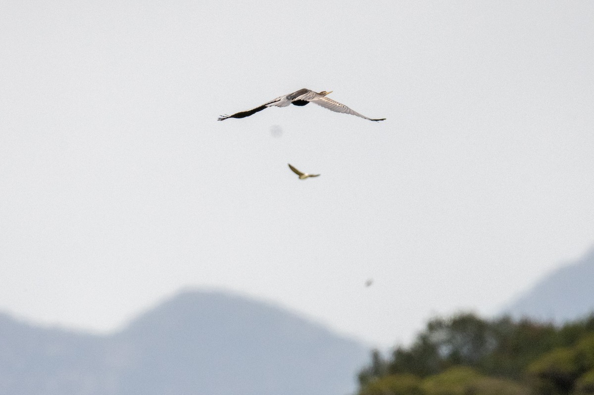 Australasian Darter - ML644634515