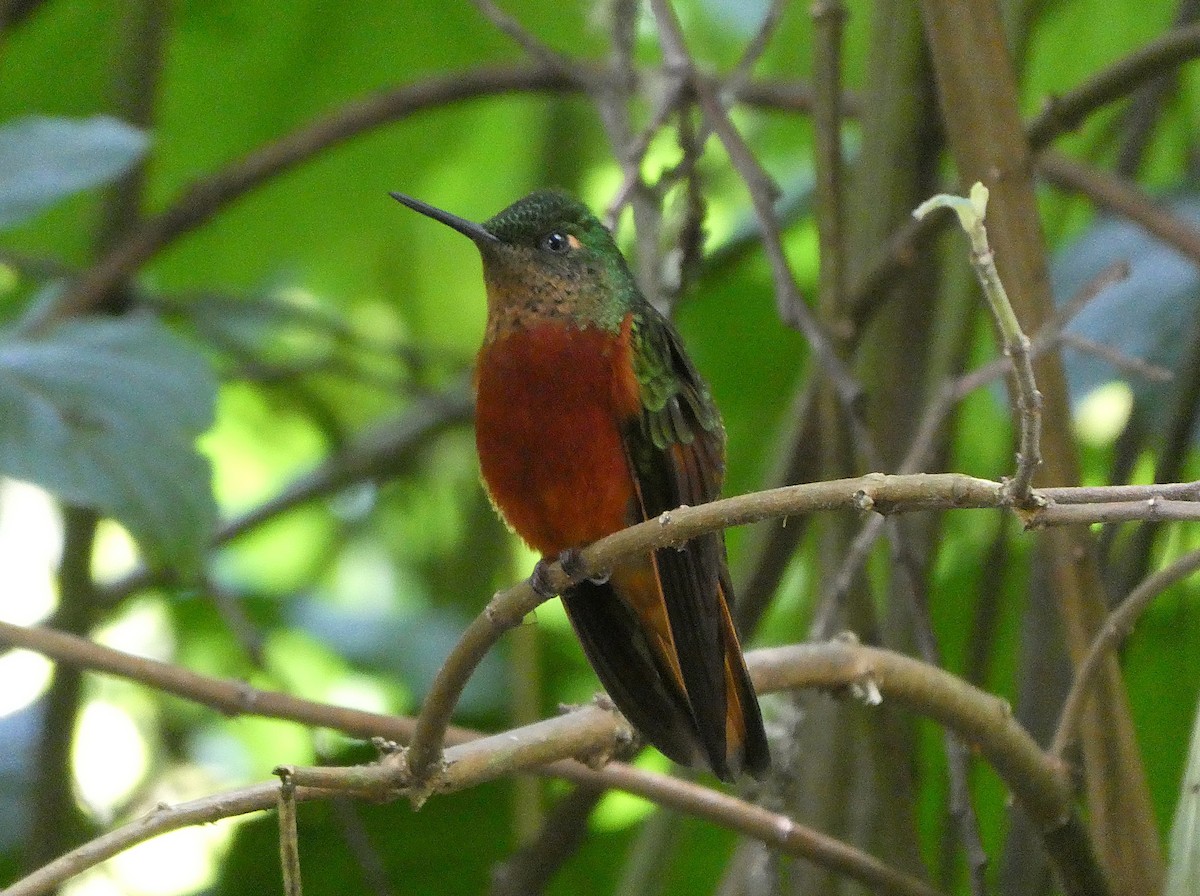 Chestnut-breasted Coronet - ML644634523