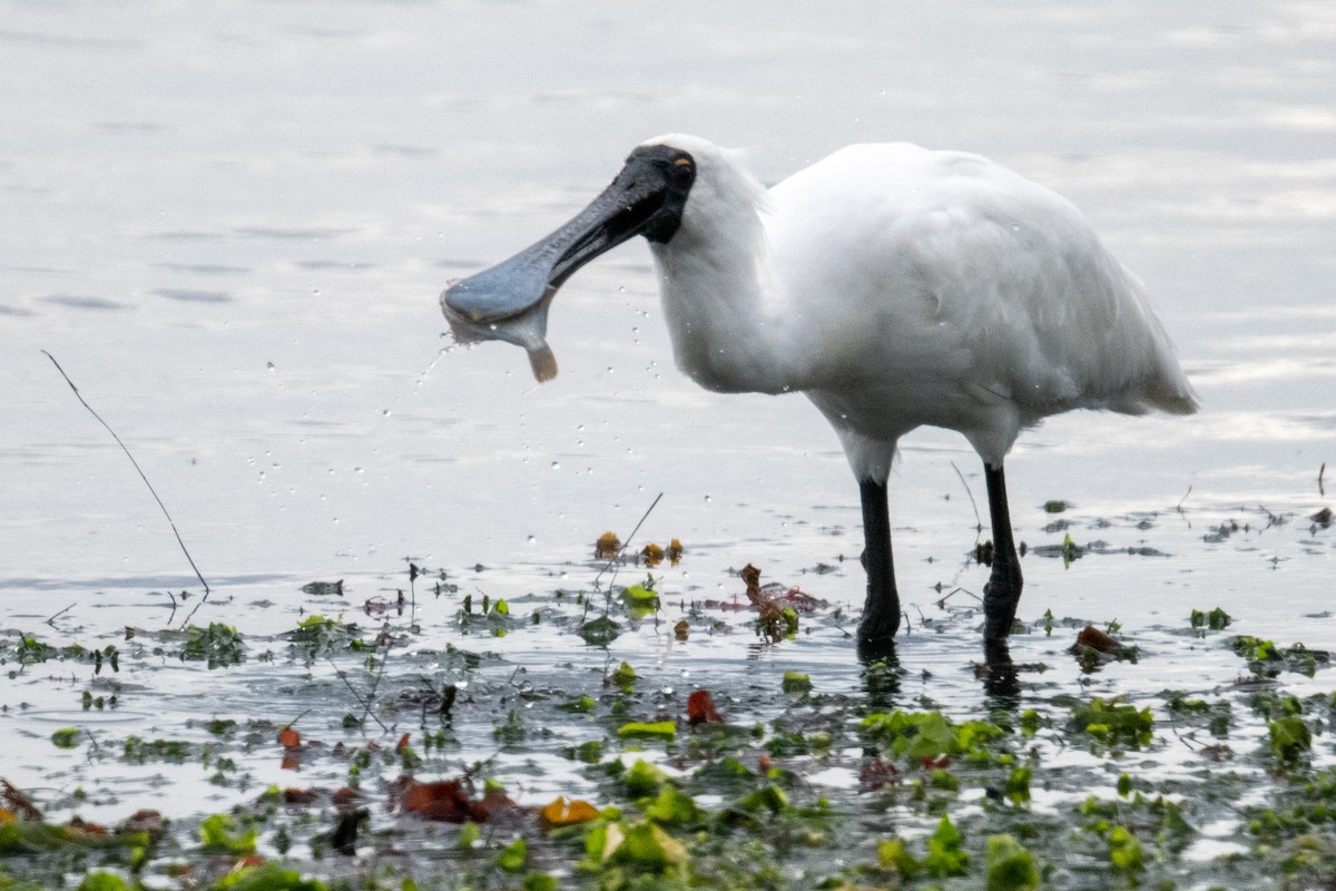 Royal Spoonbill - ML644634524