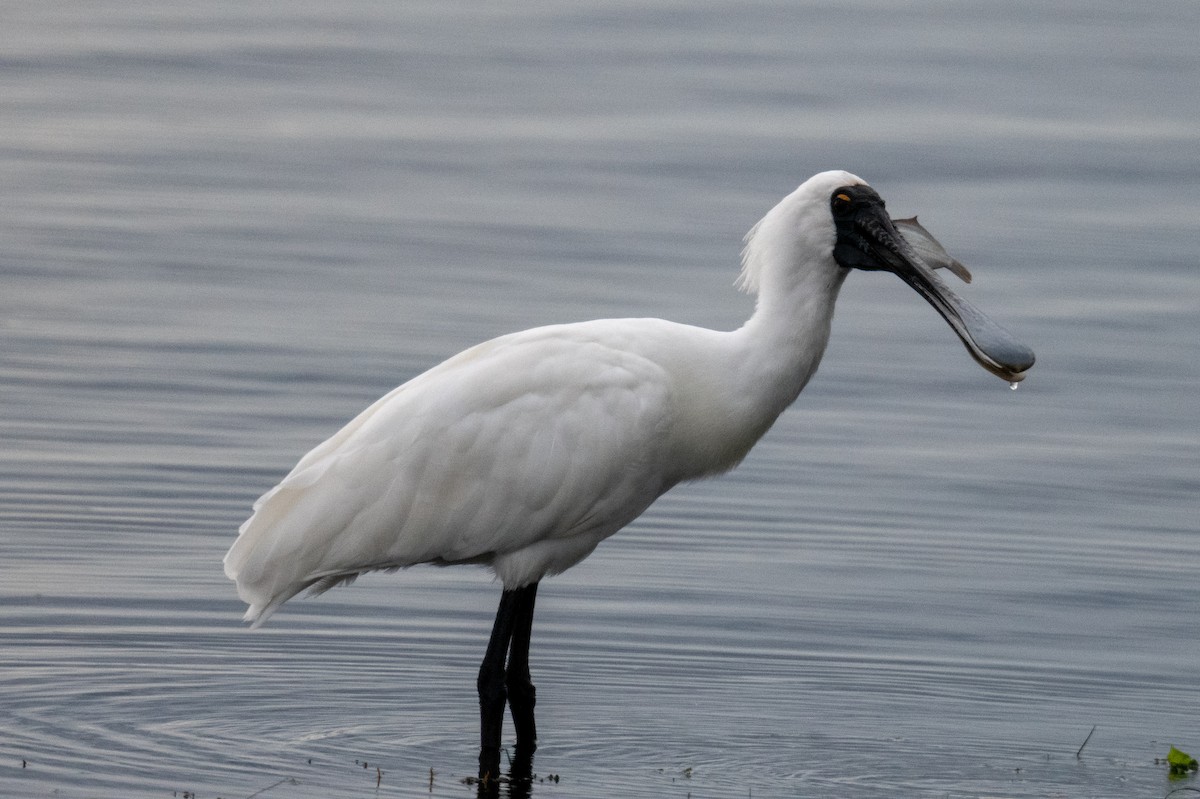 Royal Spoonbill - ML644634525