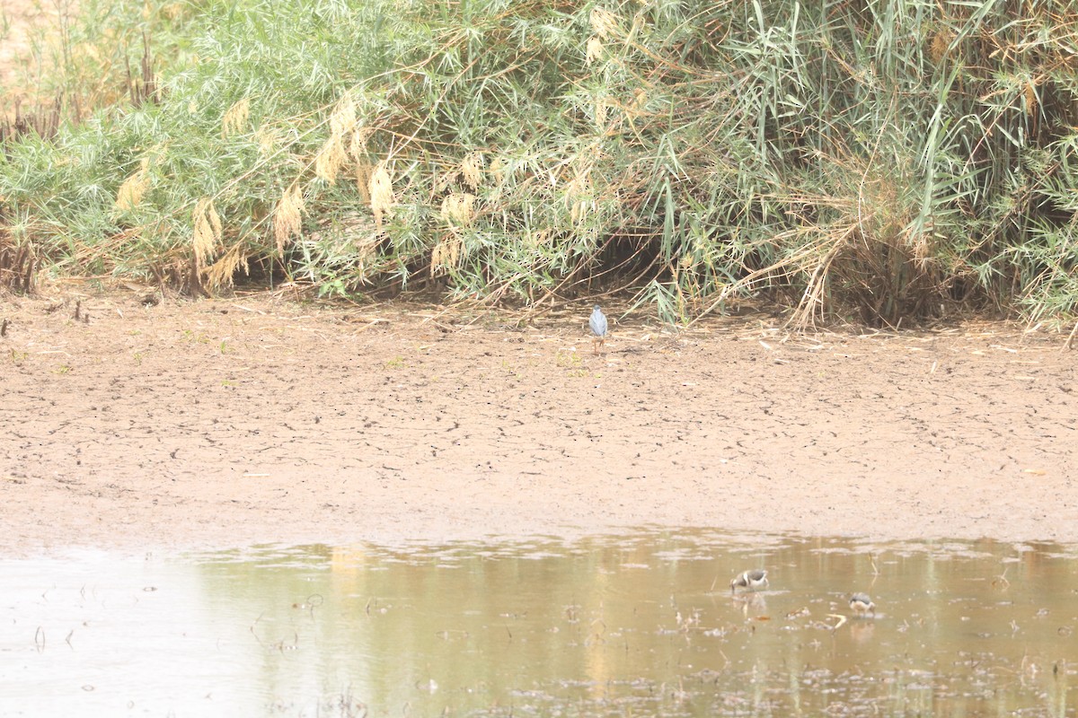 Өнгөт хараалжир - ML644634538