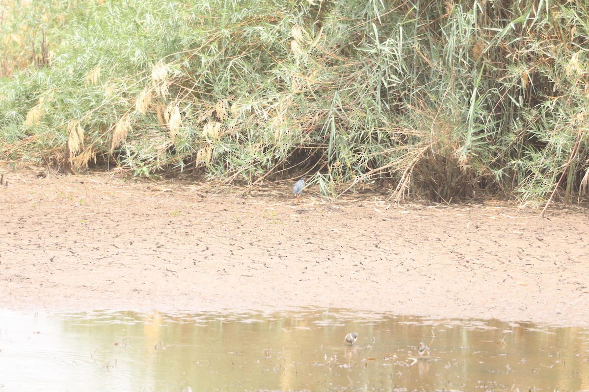 Өнгөт хараалжир - ML644634539