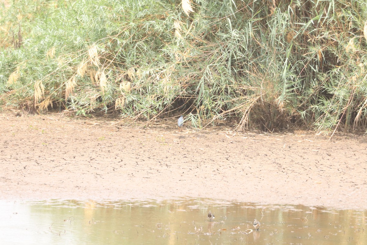 Өнгөт хараалжир - ML644634540