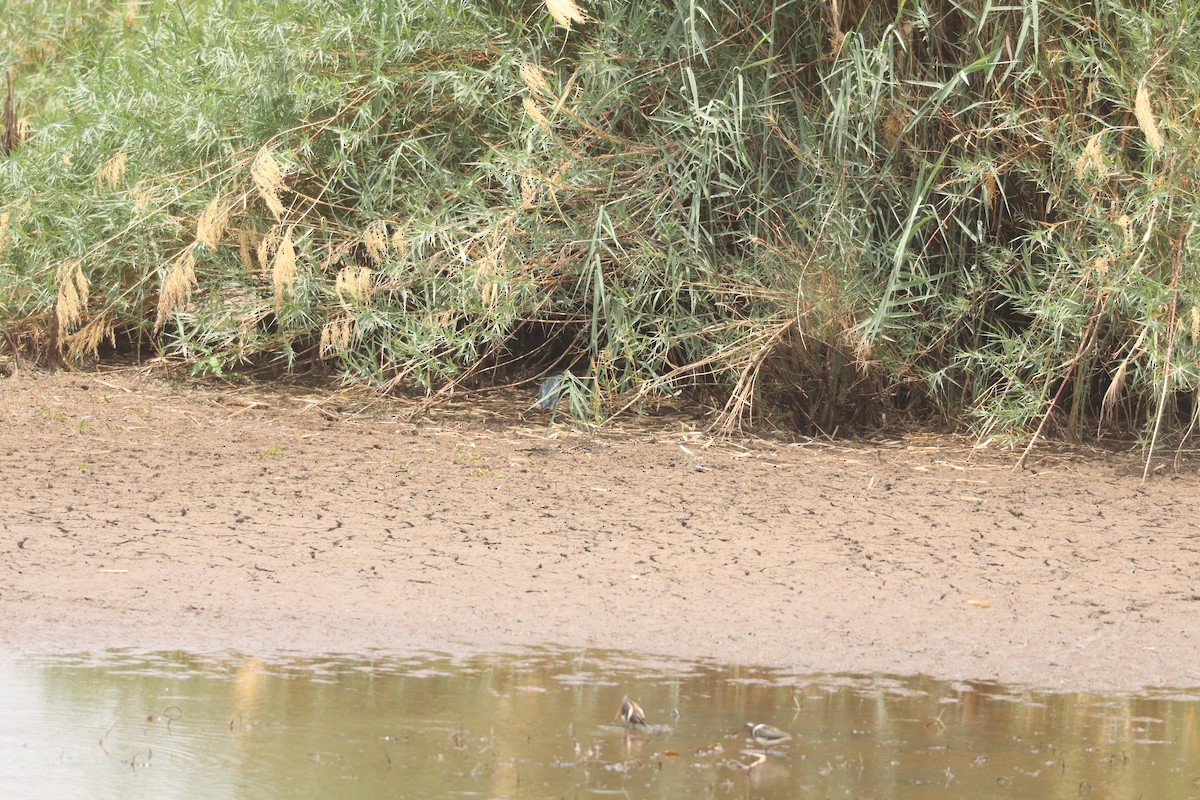 Өнгөт хараалжир - ML644634541