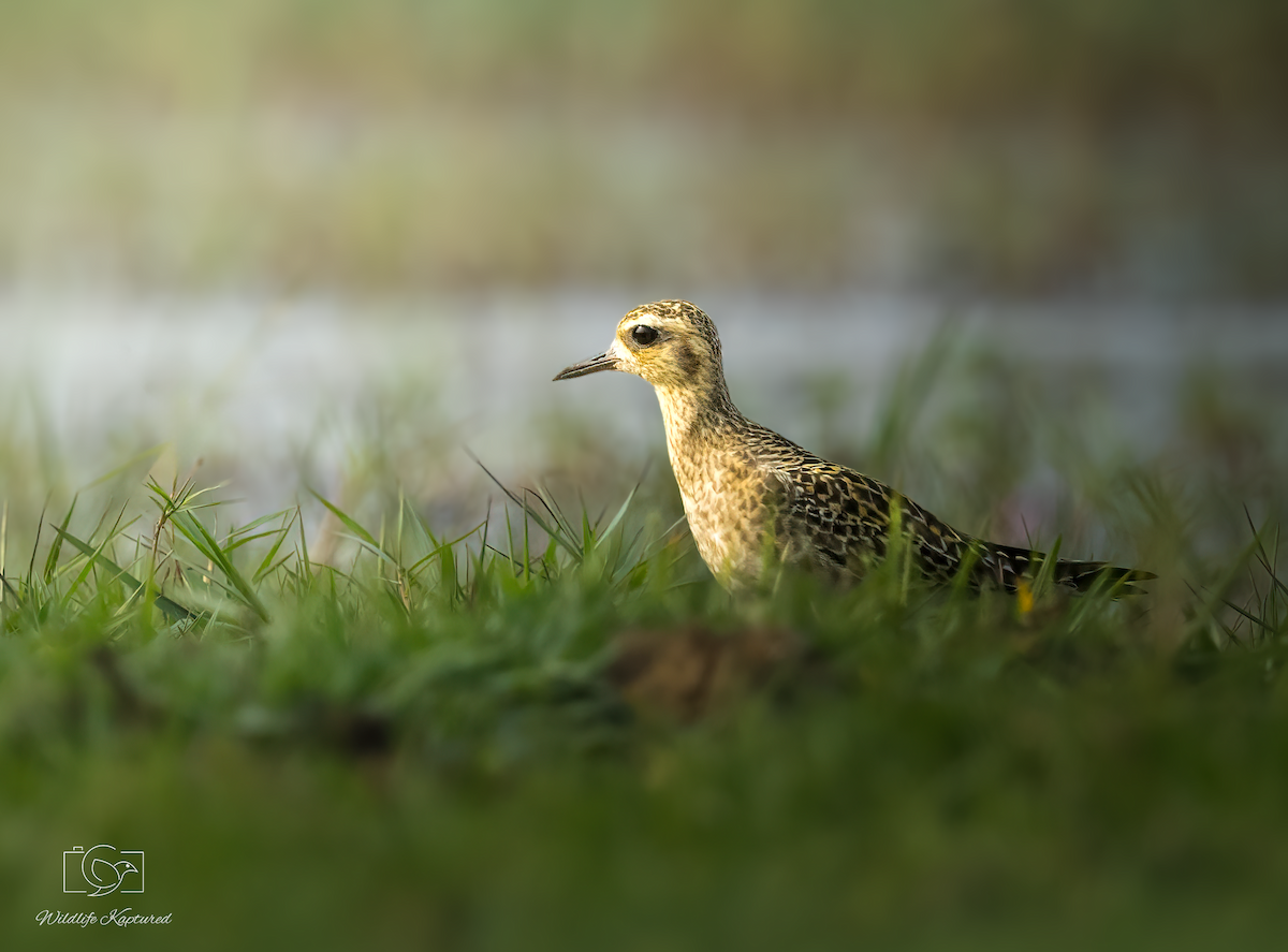 sibirlo - ML644634542