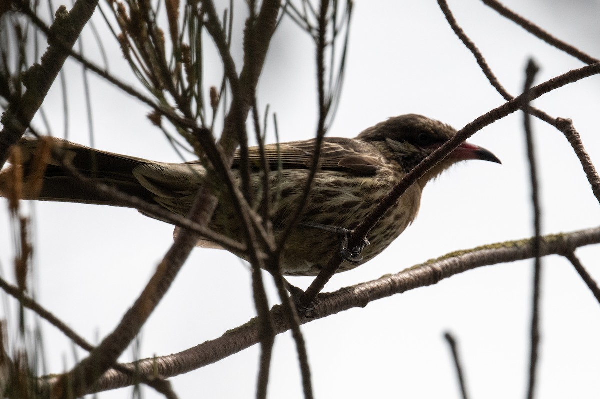 Diken Yanaklı Balkuşu - ML644634543