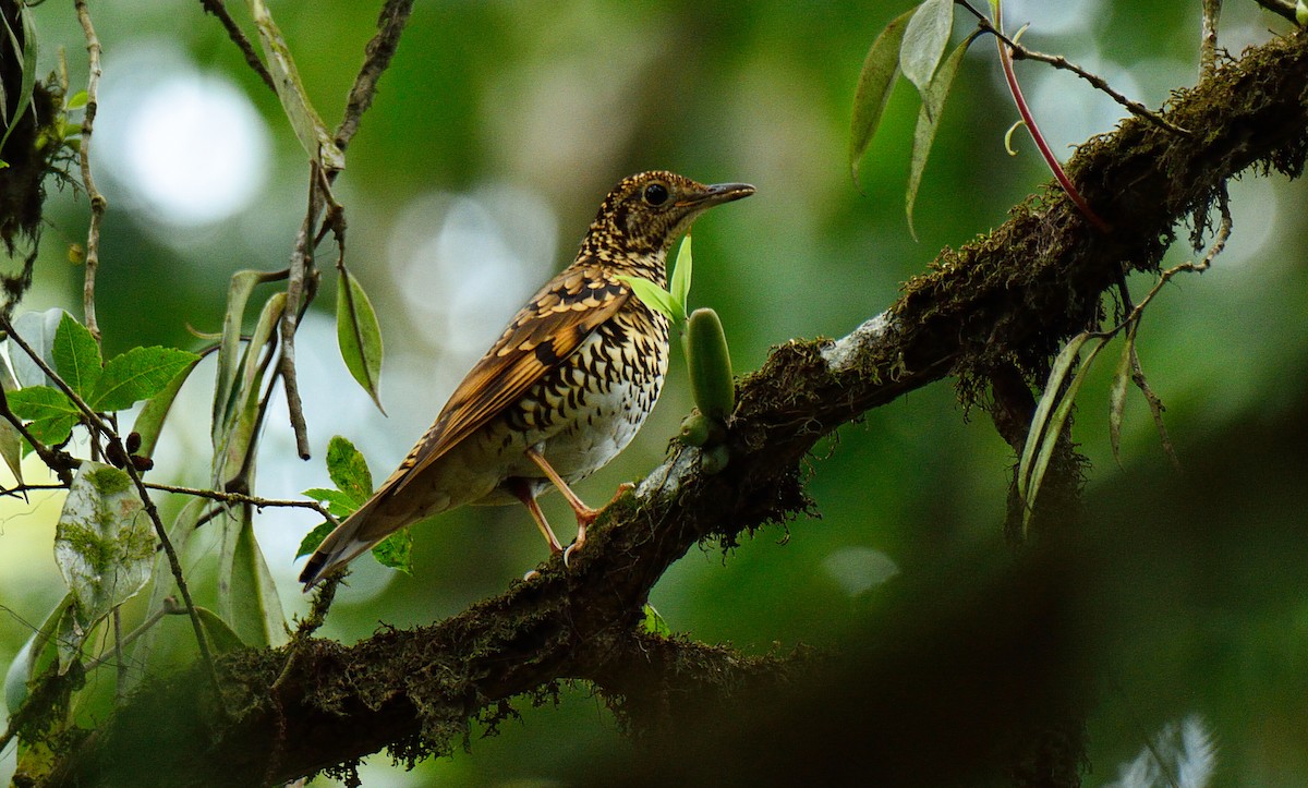 drozd šupinkatý (ssp. dauma) - ML644634547