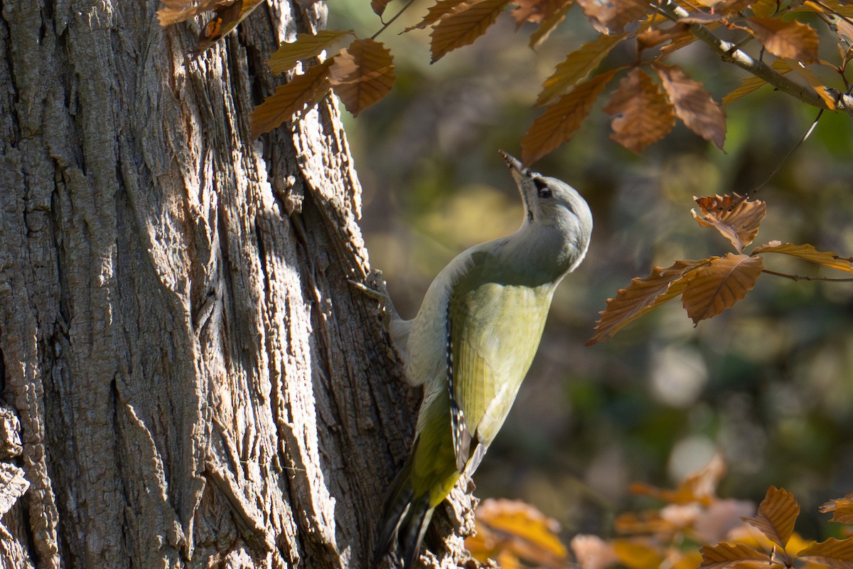 Жовна сива - ML644634548