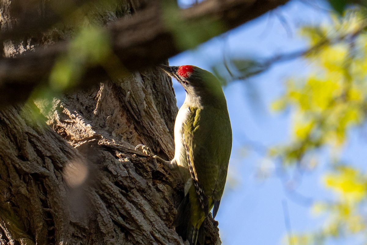 Жовна сива - ML644634549