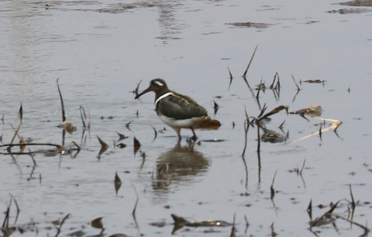 Өнгөт хараалжир - ML644634550