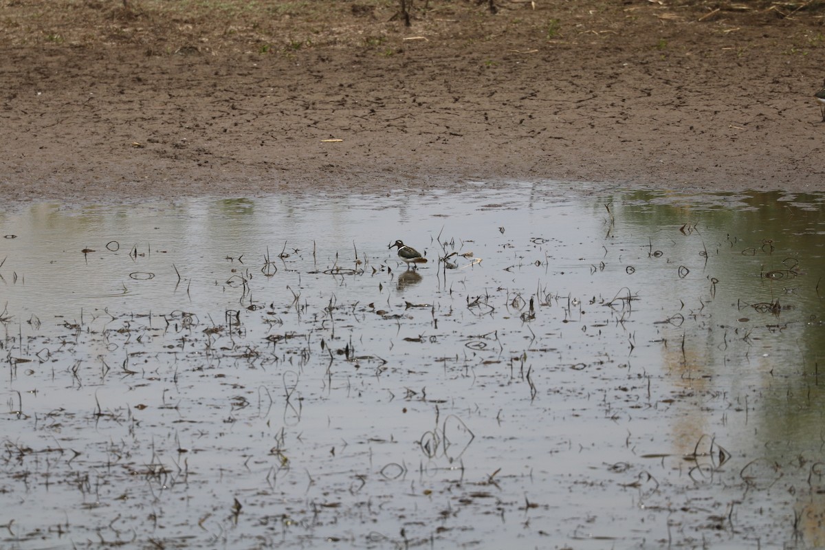 Өнгөт хараалжир - ML644634551