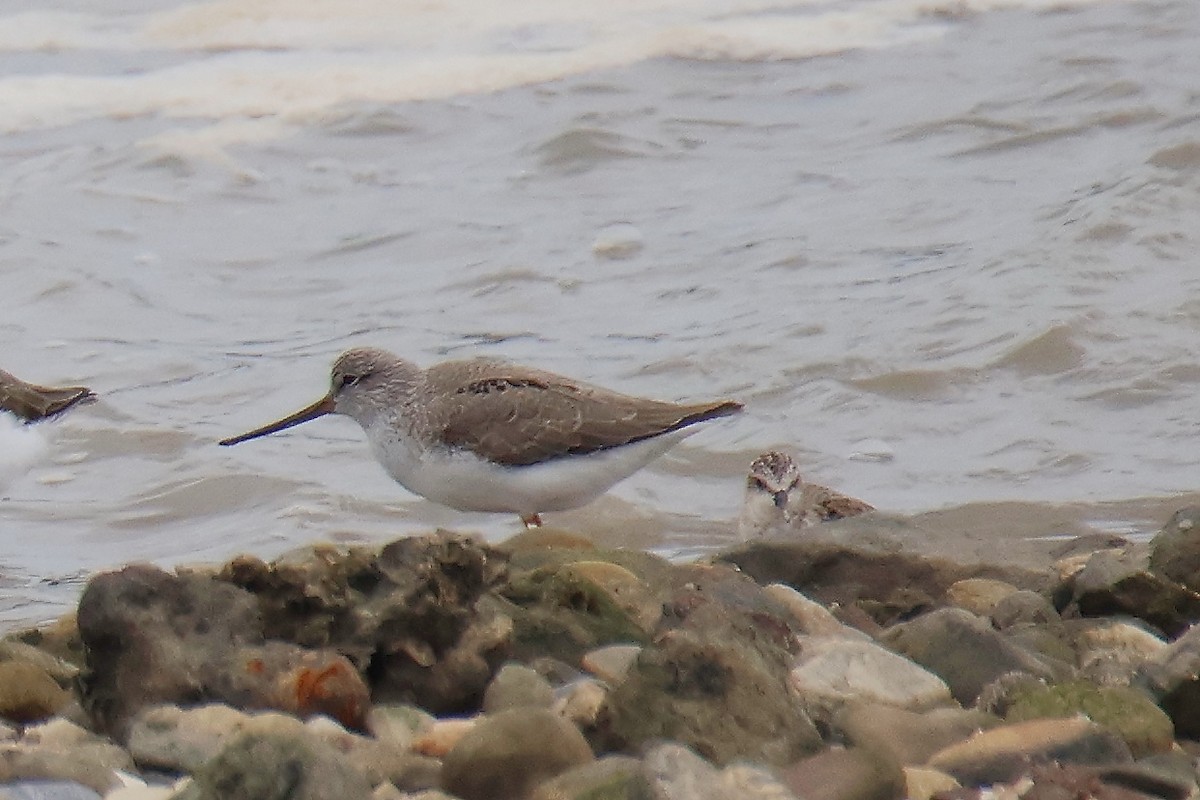 Terek Sandpiper - ML644634552
