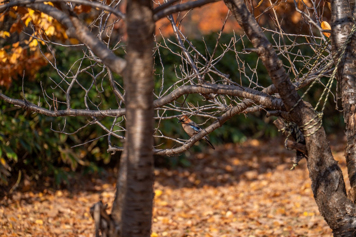 Сойка звичайна - ML644634553