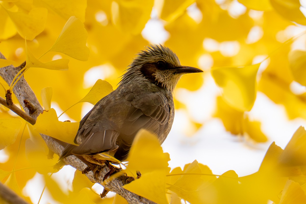 Оливник короткопалий - ML644634555