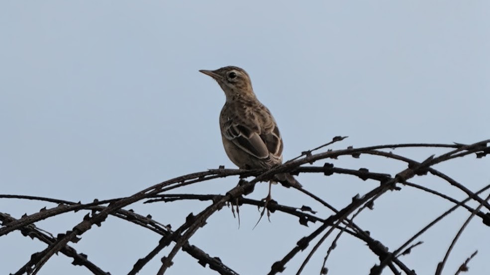 Степной конёк - ML644634556