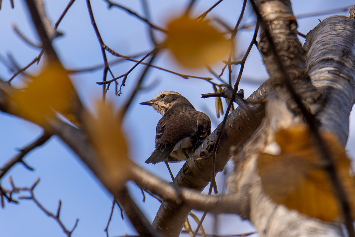 Дрізд темний - ML644634560
