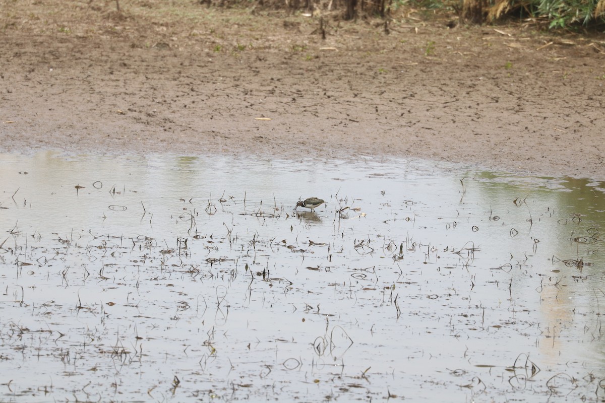 Өнгөт хараалжир - ML644634561