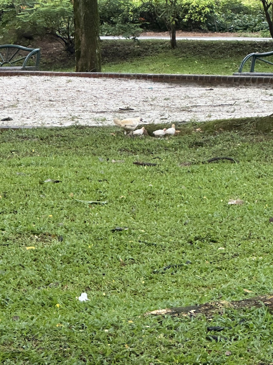 Red Junglefowl - ML644634563