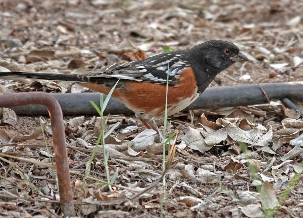 Spotted Towhee - ML644634565