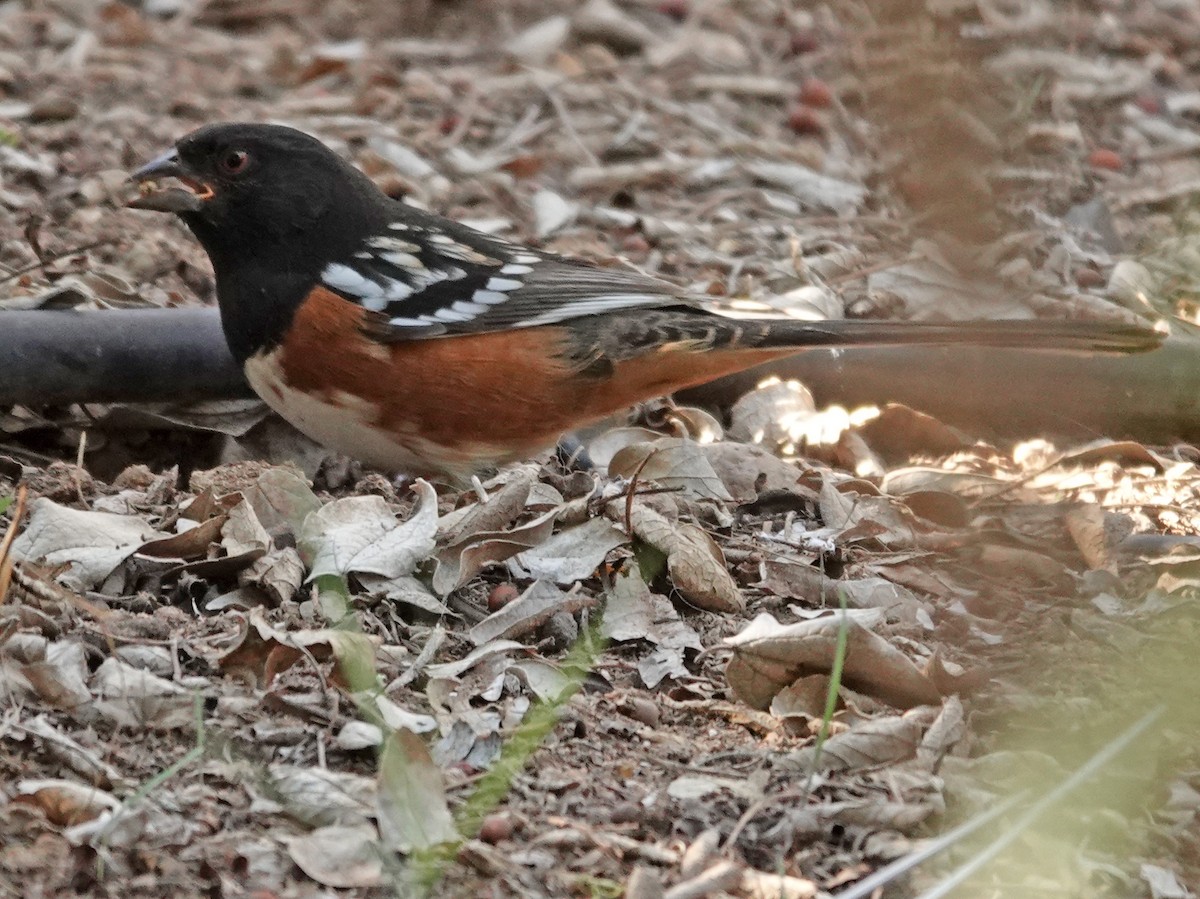 Spotted Towhee - ML644634566