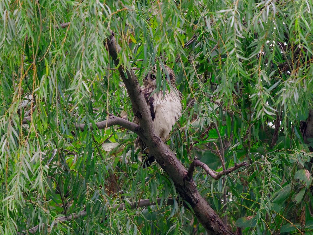 Сова болотяна - ML644634567