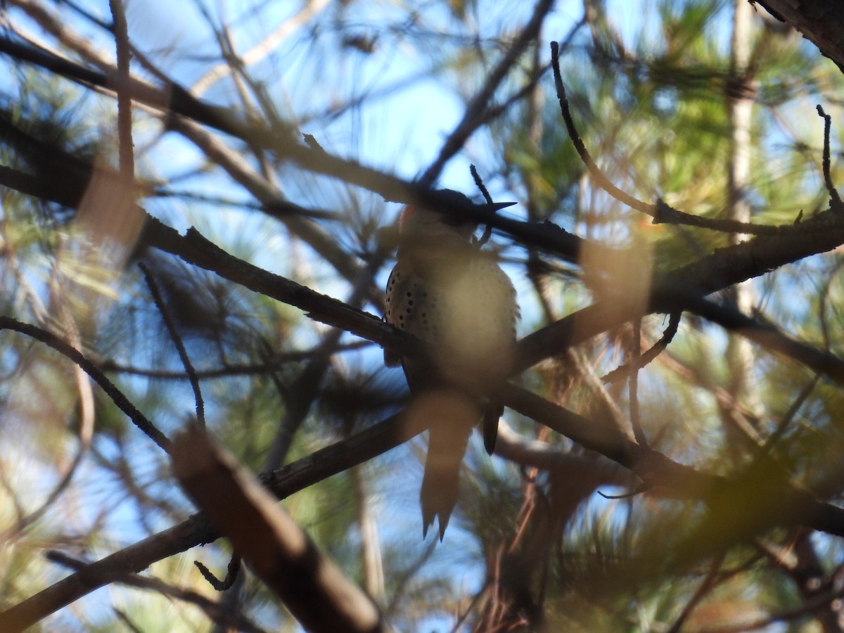 Northern Flicker - ML644634571
