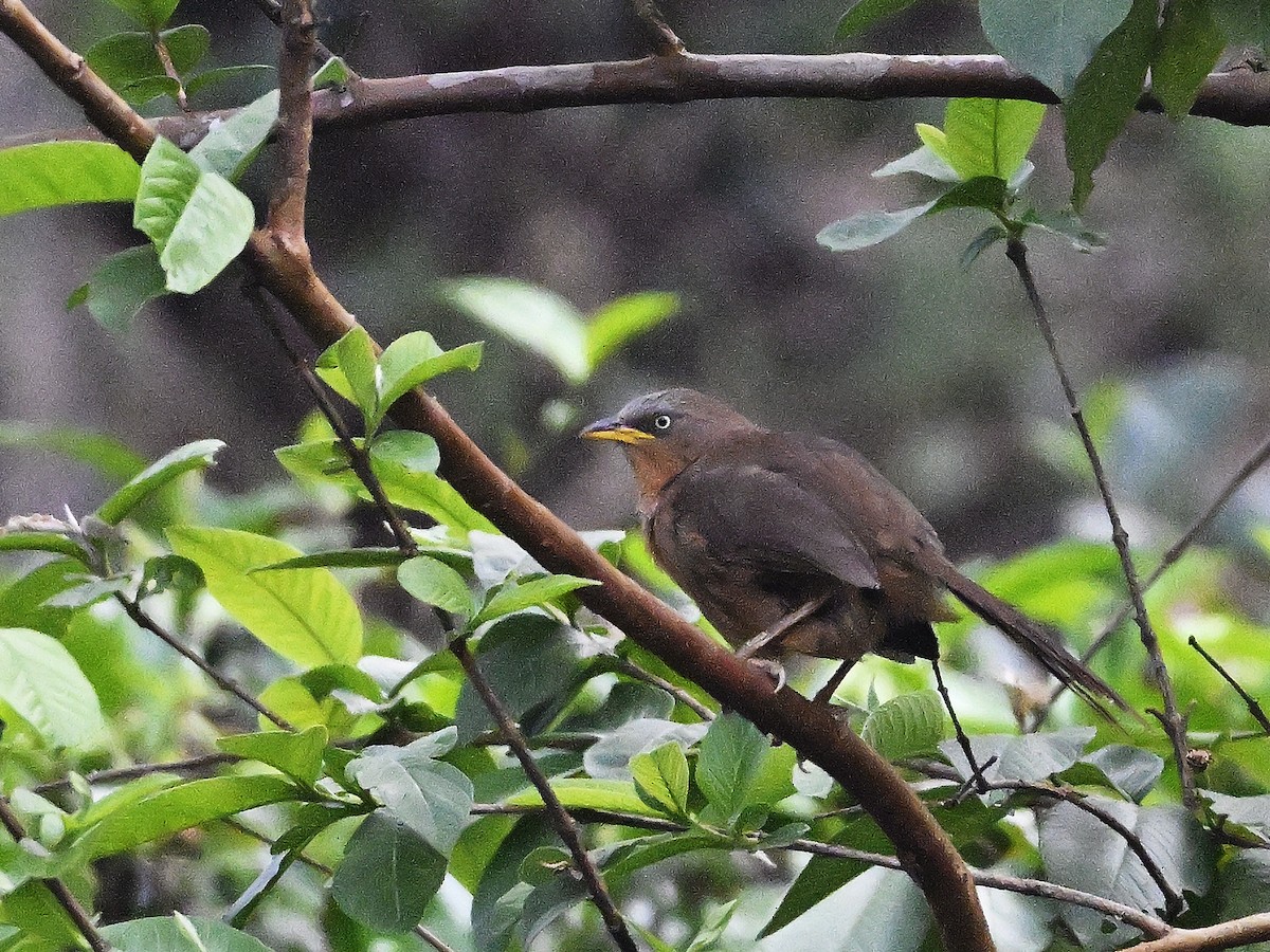 Rufous Babbler - ML644634575