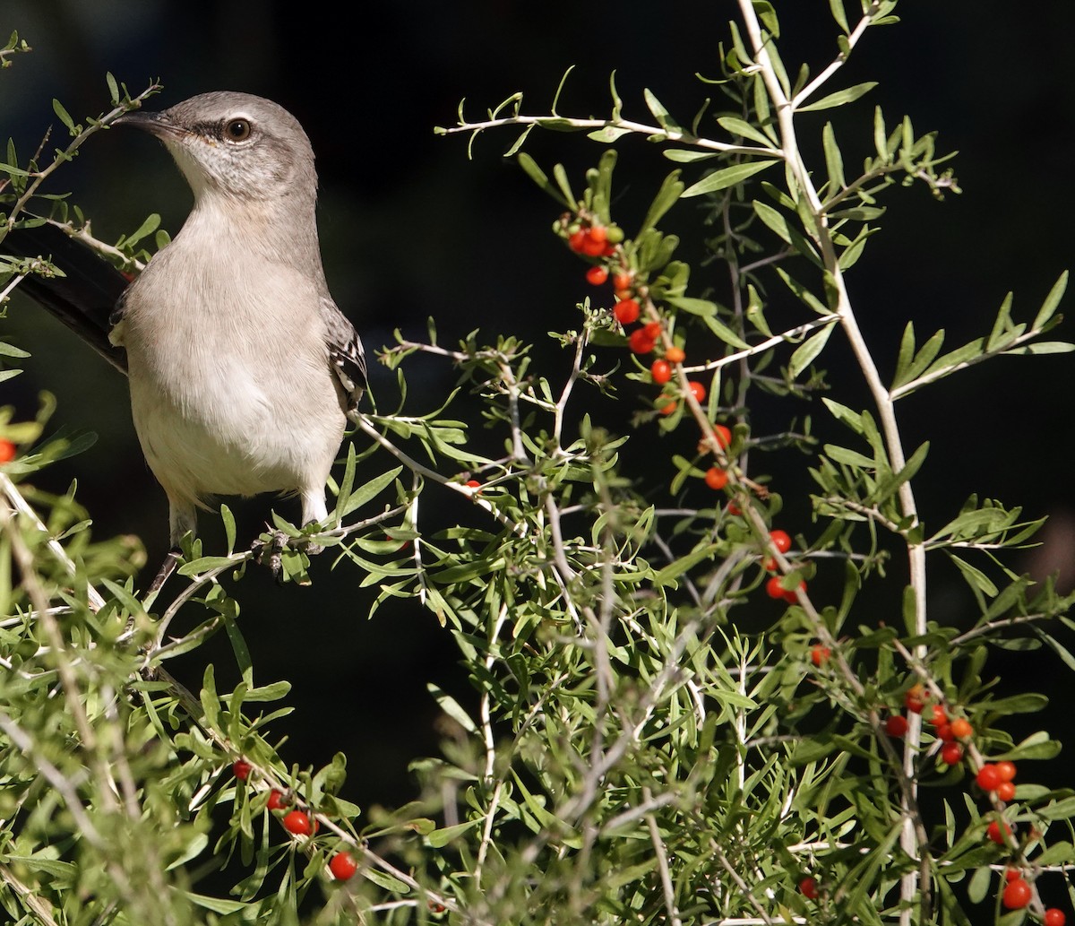 Northern Mockingbird - ML644634577