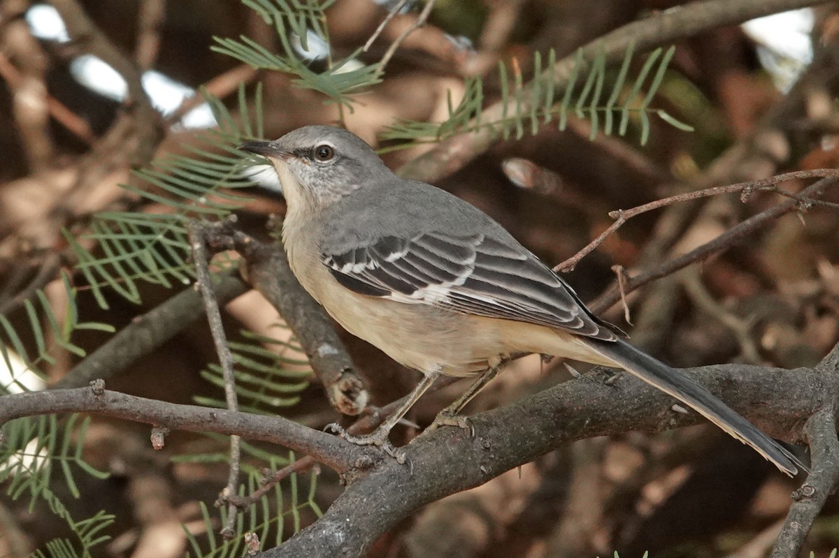 Northern Mockingbird - ML644634578