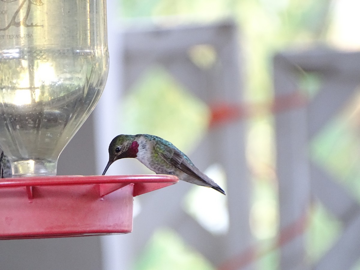 Colibri à queue large - ML644634579