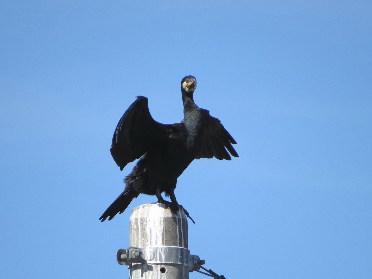 Баклан великий - ML644634582