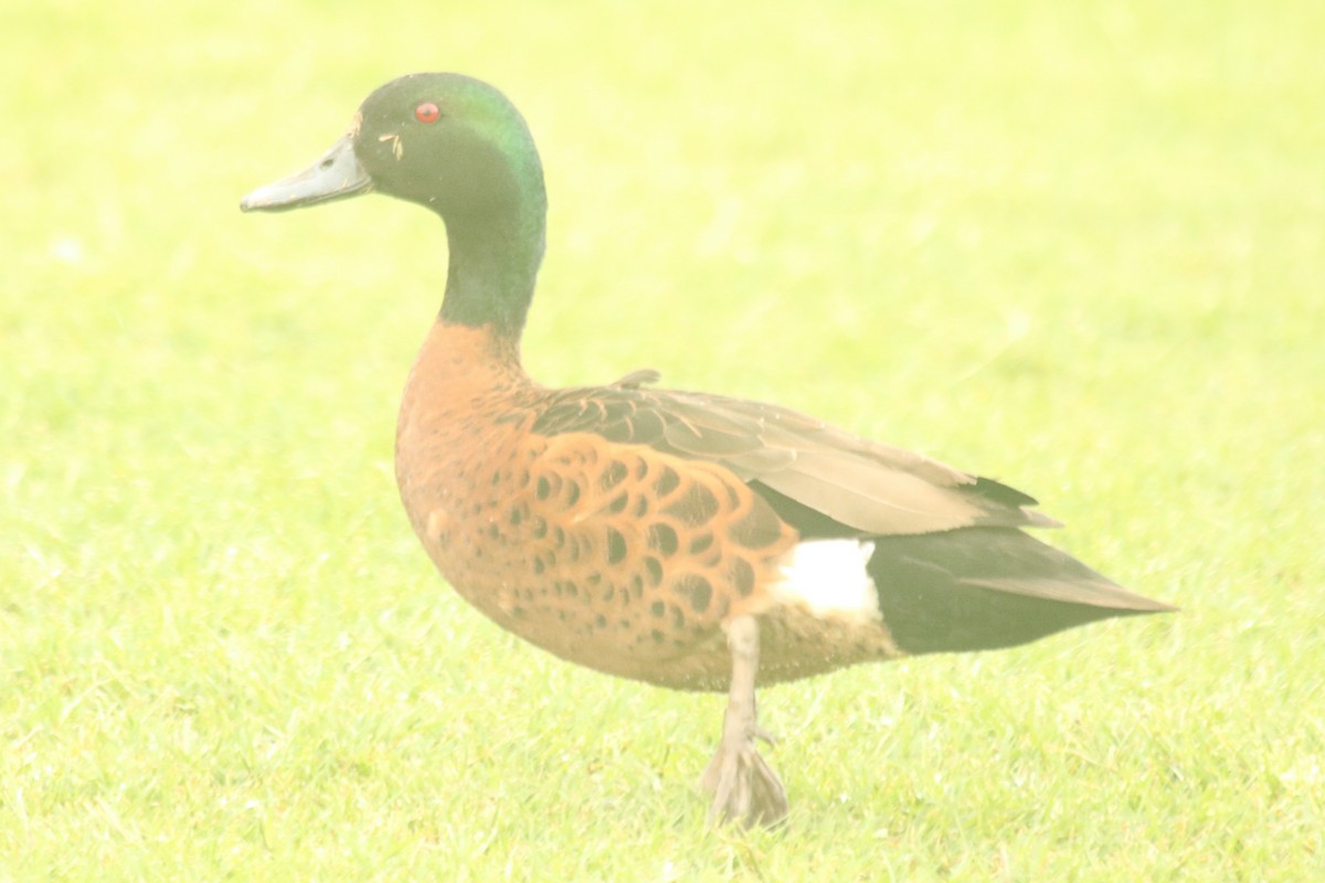 Kastanienente - ML644634583