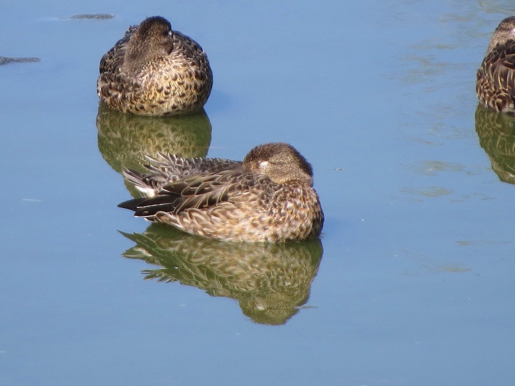 Чирянка мала - ML644634584