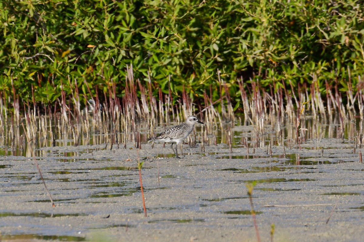 Буурал сүвээ цагаан - ML644634585