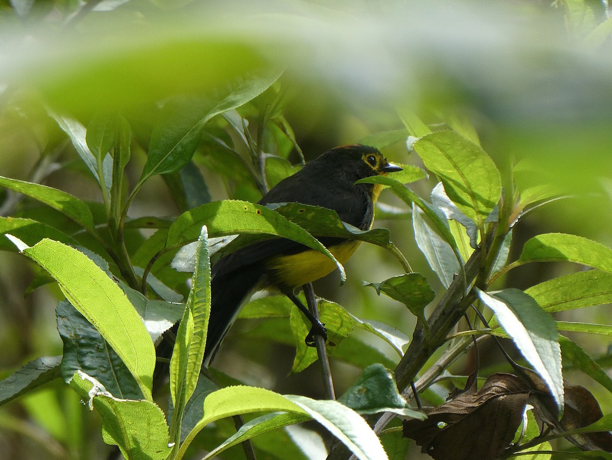 Spectacled Redstart - ML644634587