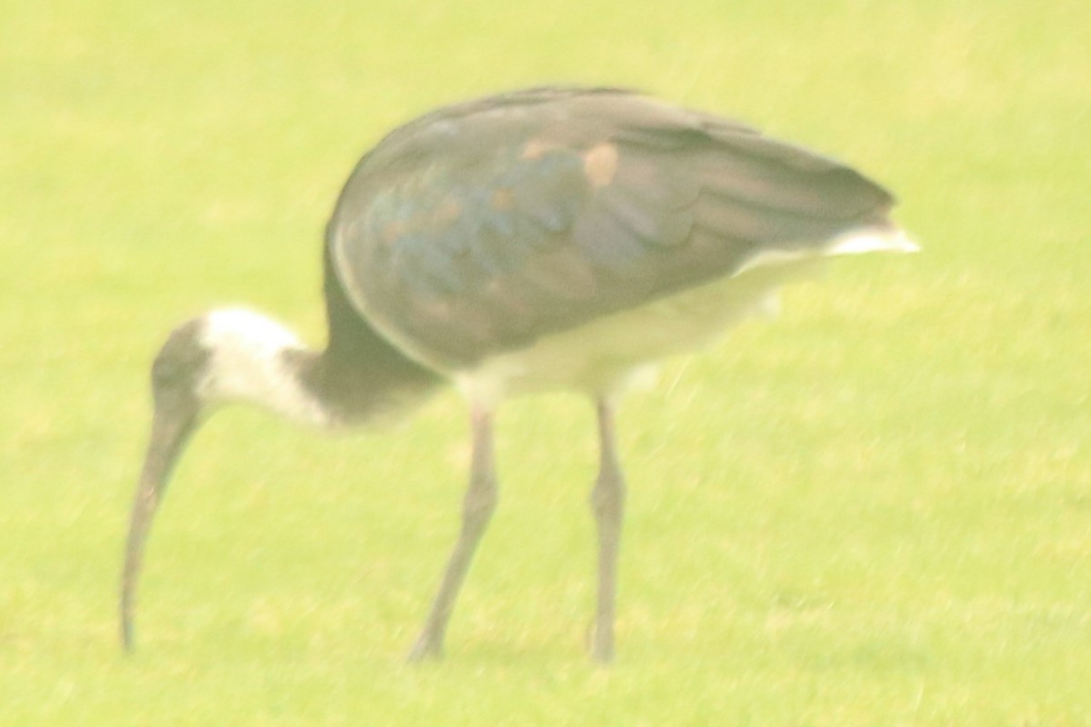 Ібіс австралійський - ML644634588