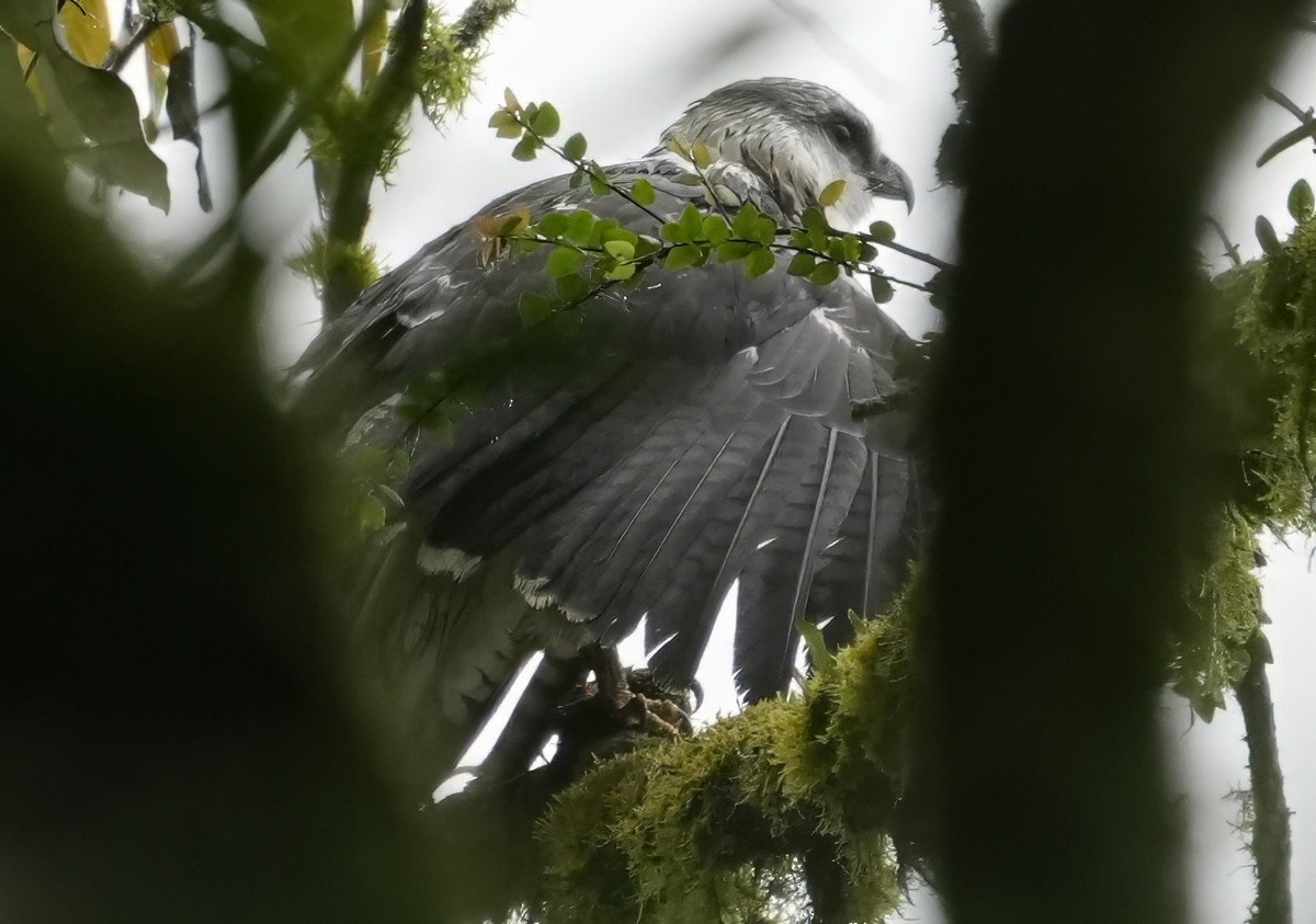 Gri Sırtlı Şahin - ML644634605