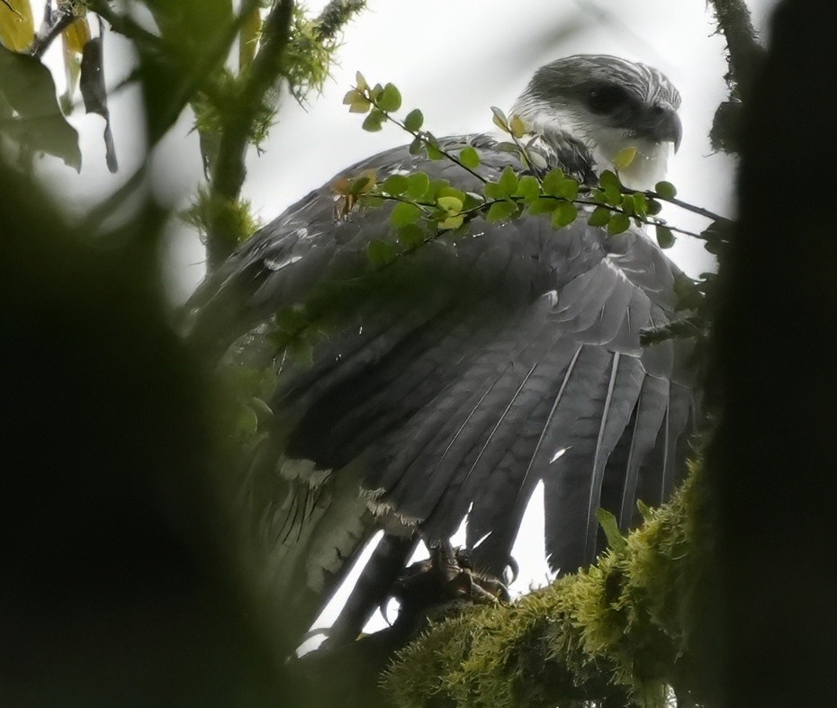 Gri Sırtlı Şahin - ML644634606