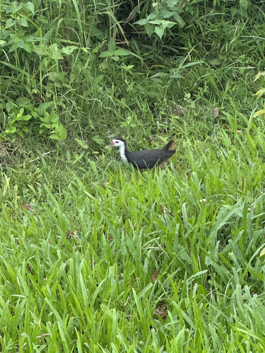 White-breasted Waterhen - ML644634622