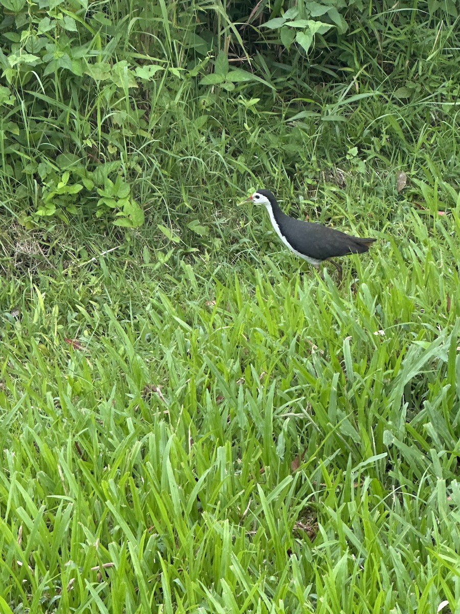 White-breasted Waterhen - ML644634623