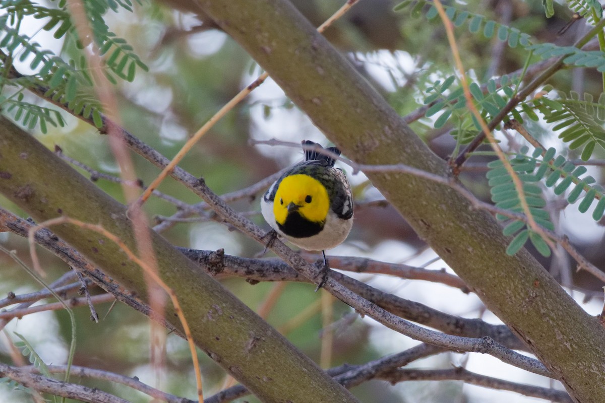Paruline à tête jaune - ML644634626