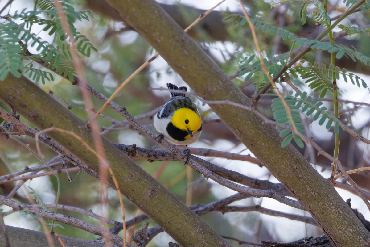 Paruline à tête jaune - ML644634627