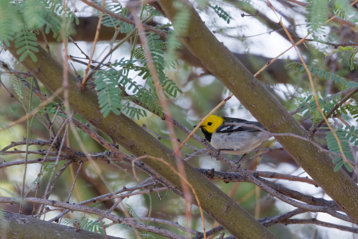 Paruline à tête jaune - ML644634628