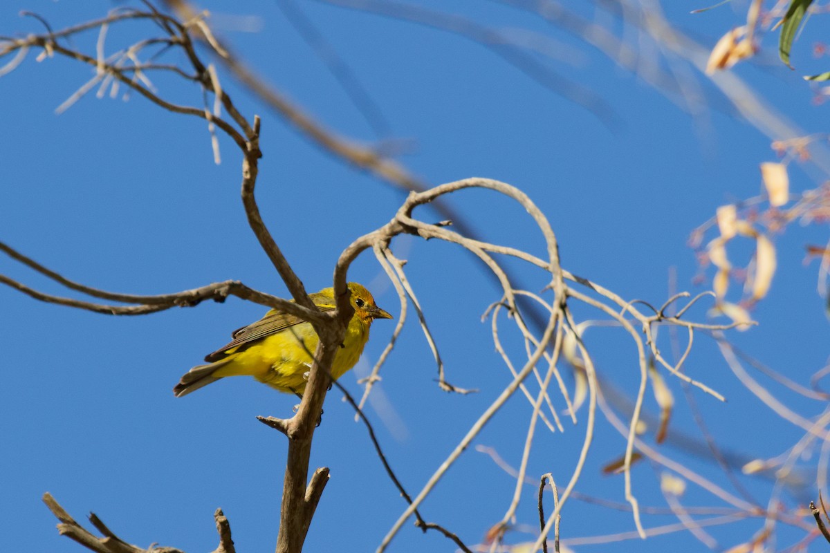 vestpiranga - ML644634630