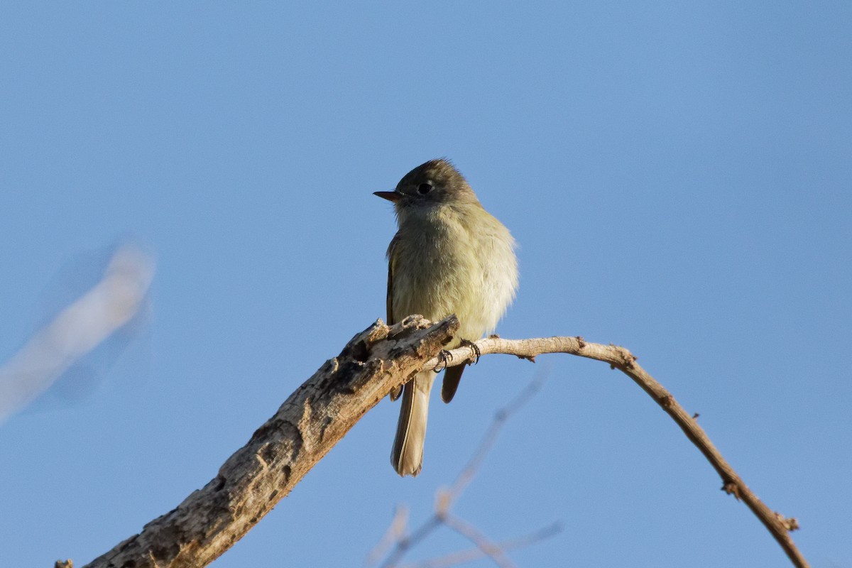 Hammond's Flycatcher - ML644634634